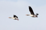 BIRD - GOOSE - GREYLAG GOOSE - QINGHAI LAKE CHINA (3).JPG
