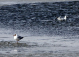 BIRD - GULL - BROWN-HEADED GULL - QINGHAI LAKE CHINA (2).JPG