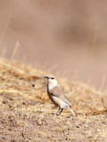 BIRD - HUME'S GROUNDPECKER - QINGHAI LAKE CHINA (3).JPG