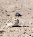 BIRD - PIPIT - BLYTHS PIPIT - ANTHUS GODLEWSKI - QINGHAI LAKE CHINA (7).JPG