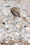 BIRD - SKYLARK - ORIENTAL SKYLARK - QINGHAI LAKE CHINA (2).JPG