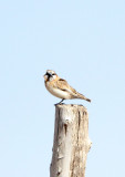 BIRD - SNOWFINCH - PLAIN-BACKED SNOWFINCH - PYRGILAUDA BLANFORDI - QINGHAI LAKE CHINA (1).JPG