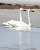 BIRD - SWAN - WHOOPER SWAN - QINGHAI LAKE CHINA (1).JPG