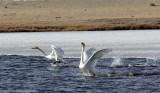 BIRD - SWAN - WHOOPER SWAN - QINGHAI LAKE CHINA (31).JPG