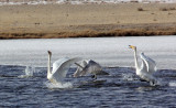BIRD - SWAN - WHOOPER SWAN - QINGHAI LAKE CHINA (34).JPG