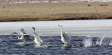 BIRD - SWAN - WHOOPER SWAN - QINGHAI LAKE CHINA (36).JPG