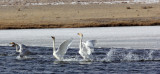 BIRD - SWAN - WHOOPER SWAN - QINGHAI LAKE CHINA (37).JPG