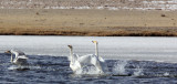 BIRD - SWAN - WHOOPER SWAN - QINGHAI LAKE CHINA (38).JPG