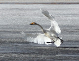 BIRD - SWAN - WHOOPER SWAN - QINGHAI LAKE CHINA (8).JPG