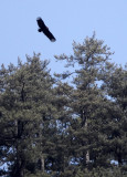 BIRD - EAGLE - BLACK EAGLE - FOPING NATURE RESERVE, SHAANXI CHINA (8).JPG