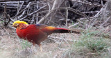 BIRD - PHEASANT - GOLDEN PHEASANT - TANGJIAHE NATURE RESERVE, SICHUAN CHINA (2).JPG