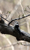 BIRD - WOODPECKER - WHITE-BACKED WOODPECKER - TANGJIAHE NATURE RESERVE, SICHUAN CHINA (36).JPG