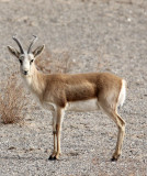 BOVID - GAZELLE - GANSU GOITERED GANSU - DUNHUANG XIFU NATIONAL NATURE RESERVE - GANSU CHINA (81).JPG