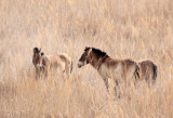 EQUID - HORSE - PRZEWALSKIS HORSE - DUNHUANG XIFU NATIONAL NATURE RESERVE - GANSU CHINA (42).JPG