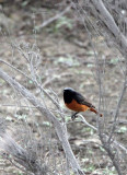 BIRD - REDSTART - BLACK REDSTART - WUTONG GOU DESERT ATTRACTION XINJIANG CHINA (6).JPG