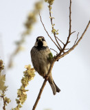 BIRD - SPARROW - SPANISH SPARROW - TURPAN XINJIANG CHINA (15).JPG