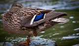 Mallard / Wild Duck (Anas platyrhynchos)