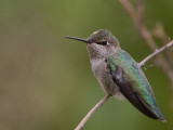 Annas Hummingbird / Anna-kolibrie / Calypte anna 