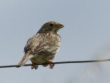 Grauwe gors / Corn Bunting / Miliaria calandra