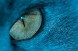 Cats Eye.jpg