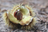 Castanea sativa - Tamme kastanje