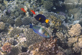Roestnekpapegaaivis - geelstaartzeilvindoktervis -  en rode vlaggenbaarsjes