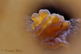 Tremella foliacea - Bruine trilzwam