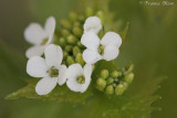 Alliaria petiolata - Look zonder look