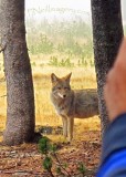 coyote_touleme_906