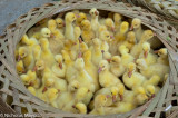 China (Yunnan) - Basket Of Ducklings