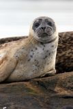 Baby Seal 1