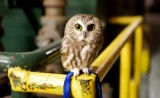 Urban Owl