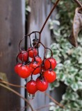 Nightshade/Rain