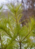 Winter Green