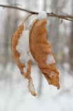 Leaves