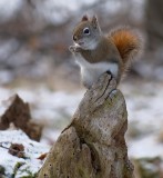 Squirrel