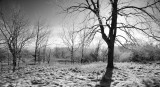 Winter Morning