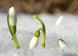 Snowdrops