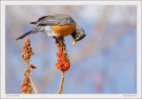 Sumac and Robin