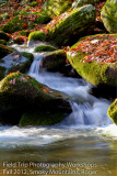 Roger Gatlinburg Workshop-5.jpg