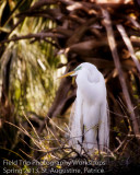 Patrice egret Session II.jpg