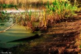 Wetlands Ground