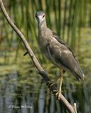 Yellow Crown Night Heron - Juvenile