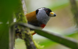 Toucan Barbet