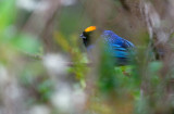 Golden-crowned Tanager