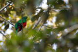 Crested Quetzal, male
