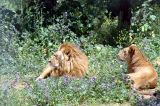 Algrie - Alger - Zoo de Ben Aknoun