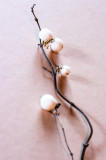 Berries