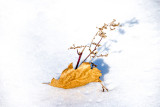 Oak Leaf and Weeds in Snow