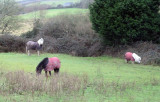 Winter-Ponies-Isle-of-Wight-990.jpg